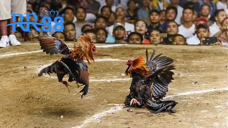 2 loại hình được săn lùng nhiều nhất