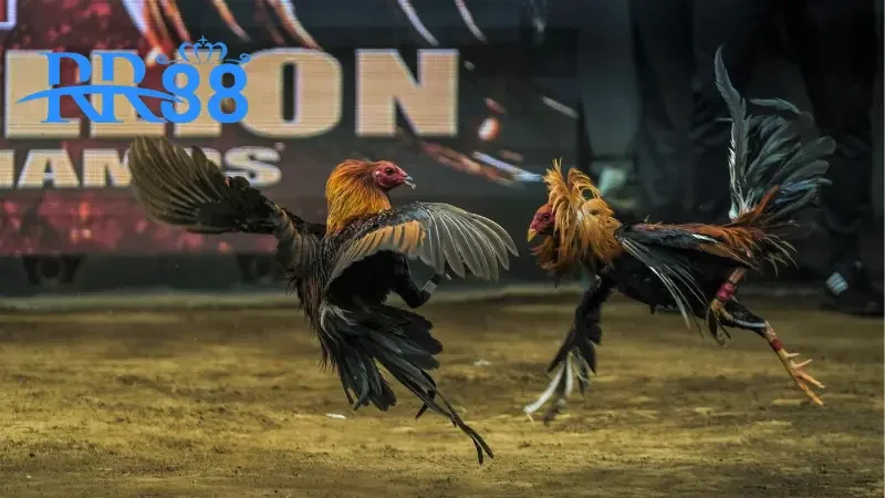 Lý do nên gia nhập cộng đồng đá gà RR88